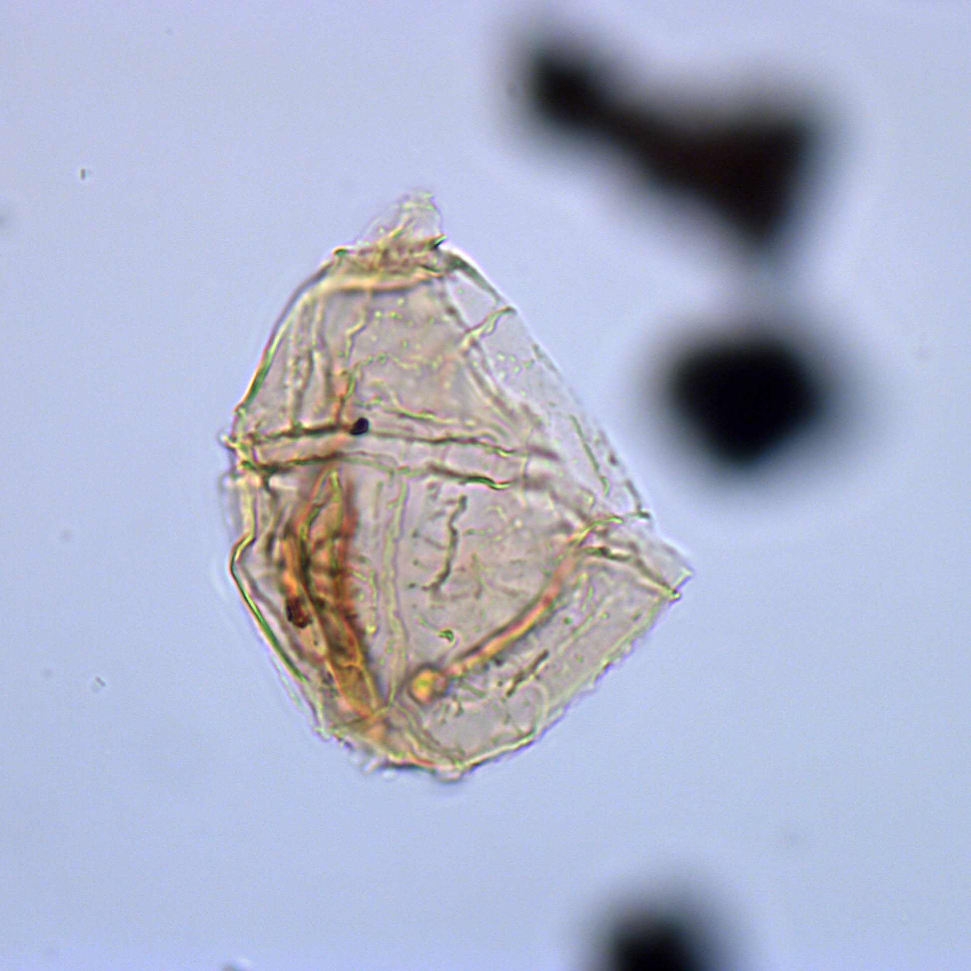 Cribroperidinium wetzellii, U1581-27R-6W, 120-124, sl. 1, M26, foto-c.jpg